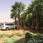ابوزيدالتوريد جميع النوع النخيل