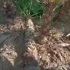 ابوناصر لتوريد جميع انواع النخيل العربي وواشنطن