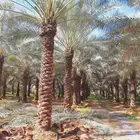 تكريب وتنضيف انخل وتحويضه
