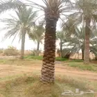 مقاول نخيل الجله المزاحميه تبراك القرنه الجافور وجميع أنحاء