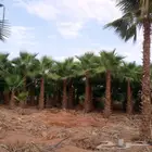 نخيل واشنطني جميع المقاسات ونوصل جميع مناطق المملكة