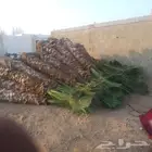 عروض لتوريد النخيل