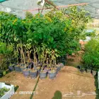 زراعه الحدائق