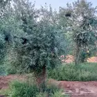 يوجد لدينا جميع انواع الأشجار الزيتون