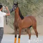 (بالسوق) مهره فاخره مستوى و حضور و رأس مميز