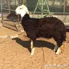 مطلوب طلي نجدي ذبيحة جذع