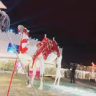 اجار جمال واخيول رحايل وراكبي