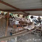 حمام مشكل حوالي 30جوز يزيد وينقص بحقه الصحه ممتاز