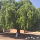 بذور الغاف الخليجي