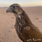 اللي عنده شيهانه للبيع