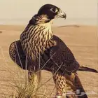 حلال