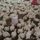 دجاج لاحم فروج عمر 30 يوم