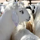 اضاحي على الشرط باذن الله