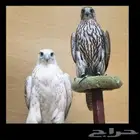 تاجير صقور