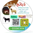 اضاحي تابي وتمارا