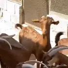 ماعز جنوبي دفيع