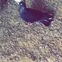 اناثي نوري للبيع البيع سمح 