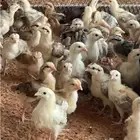 صوص بلدي