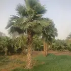 نخل واشنطونيا ونخل عربي