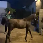 مهر شيخ للبيع