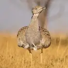 حبارا وحش الموقع الخفجي