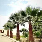 مشتل نخيل واشنطن حي العبجه طريق الخرج