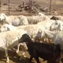 غنم حريات عددها من 50 الى 60 طيبات والبيع سمح