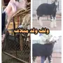 مزاد محدد ولف ولد ميلاف خروف نجدي فاخر 