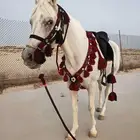 زينة خيل