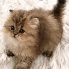 قطط شيرازي سكوتش للبيع ب350