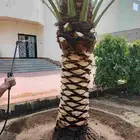 تنسيق حدائق