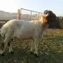  فحل نعيمي