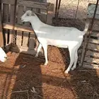 عنز بيشي برصا فاخره للبيع دافع