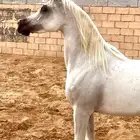 خيل عربية