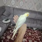 كروان لاتينو أليف هدد نشبه مره