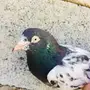 حمام تيدي للبيع 