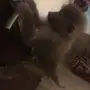 قرد البييع 