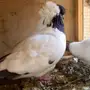 صنف فاخر سوداني ( Nun )