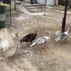 دجاج رومي بياض