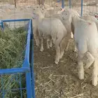 ذبائح بريه سليمه ونظيفه على الشرط اي ملاحظه لاتحاسب ولا ريال