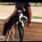 Basenji Dog very friendly and playful