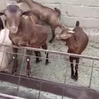 تيوس للبيع