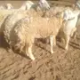 (املج) 6 نعاج مضاريع صنف -الحد700 ريال 