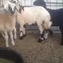 (املج) 4 رخال طيبات مهجنه للبيع 