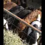 تيوس عوارض جمله وتفريد