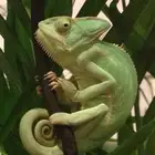 فندقه زواحف مكه