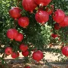 إشراف ومتابعه المزارع و تقليم وتطعيم