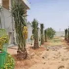 نخل للبيع نقايل جثايث فروخ اخلاص صقعي مجدول برحي روثان برني