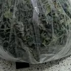 ملوخية