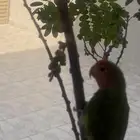 للبيع زوج ببغاء الروز